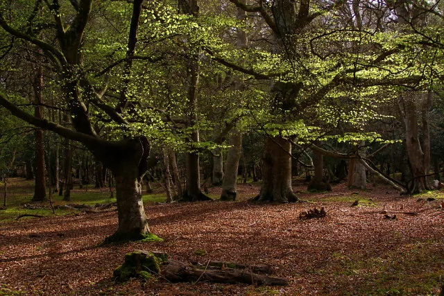 New Forest